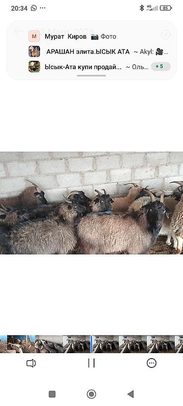 Продаю | Коза (самка) | Для разведения