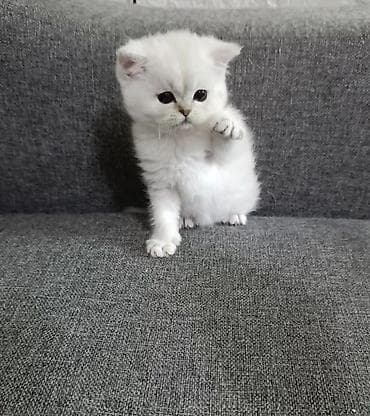 жеребец чистокровный: Продажа.Чистокровный шотландский котенок в окрасе колорная серебристая — 3