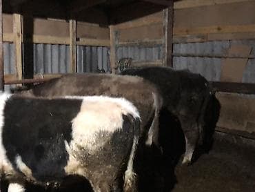 Лошади, кони: Продаю | Бык (самец) | Полукровка | На откорм | Привязанные — 1