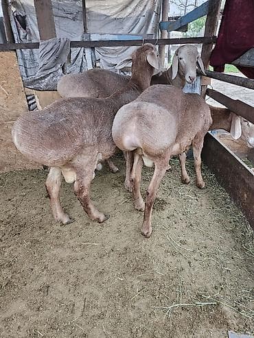 перо: Продаю | Овца (самка) | Для разведения | Племенные — 1