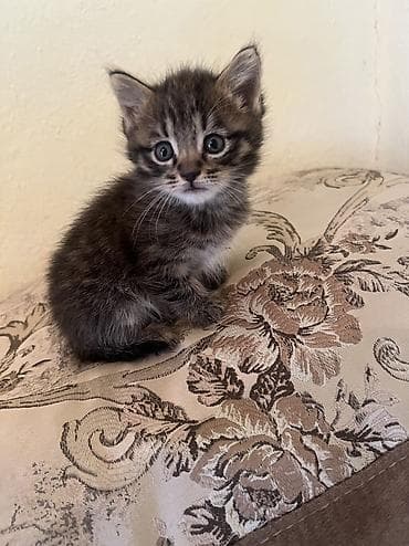 Котята, домашние, пушистые малыш обе мальчики Описание: - Возраст: 1 at lalafo.kg Котята, домашние, пушистые малыш обе мальчики Описание: - Возраст: 1