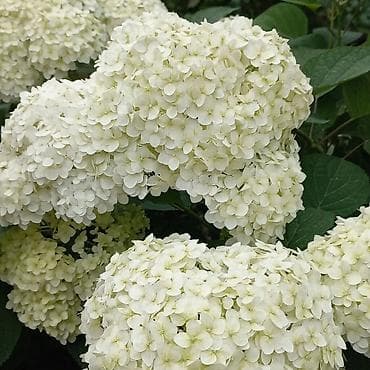 молочай цветы: Гортензия метельчатая, сорт с крупными шапками соцветий молочно‑белого — 2
