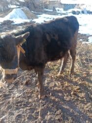 собаку в добрые руки: Продаю | Бык (самец) | На откорм | Привязанные — 9