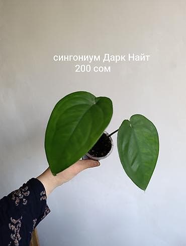 Продажа сортовых комнатных растений, цены и названия указаны на фото
