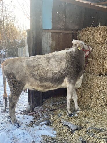 Уйлар, букалар: Сатам | Уй (ургаачы), Бука (эркек), Кунаажын | Аргын | Сүт алуу үчүн | Жасалма жол менен боозутуу, Бооз, Жасалма уруктандырылган — 5