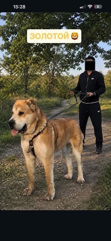 ковказкая овчарка: Вязка: Алабай, Самец, 3 года, С прививкой, С родословной — 2