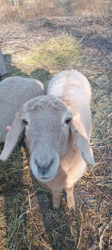 продам бу оборудование для птицефабрики: Продаю | Ягненок | Гиссарская, Эдильбаевская | На забой | Кастрированные — 4