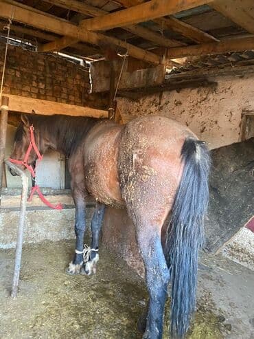 корм форели: Продаю | Жеребенок, Жеребец, Кобыла (самка) | Полукровка | Для разведения, На забой, Рабочий — 17