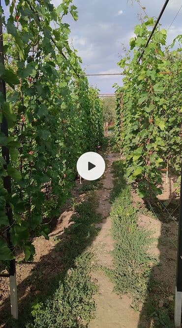 оптом овощи и фрукты: 2-летние саженцы винограда. Все сорта винограда на фото исключительно — 9