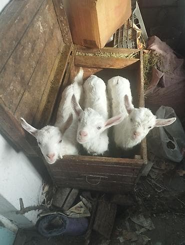 баран живой: Продаю | Козлёнок | Для разведения — 2