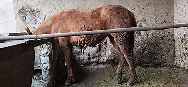 чистокровный лошади: Продаю | Кобыла (самка) | Полукровка | Для разведения — 1