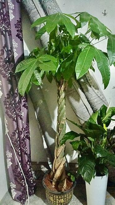 📌1м 65см!!! 📌Пахира акватика (денежное дерево Гвайаны) в горшке, с