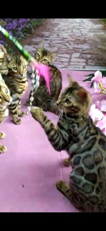 новорожденные котята: Бенгальские котята Проф.Питомник Бен Гла Мур предлагает.чудесных — 19