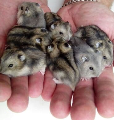 домик для хомяков: Джунгарские хомячки. Так же есть клетки и опилки — 3