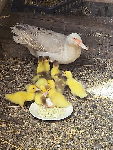 корова беловодское: Продаю: мускусная утка с утятами 9 штук, индоутка. 2000сом, цена — 1