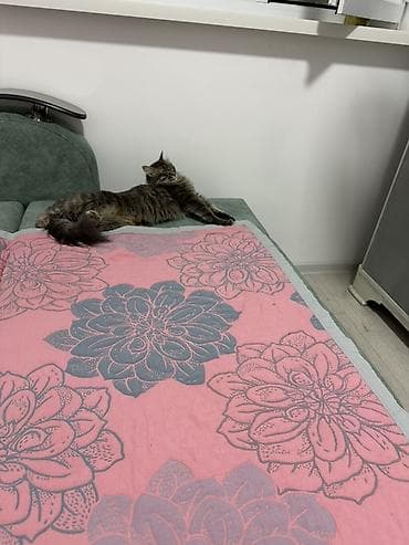 купить кошку: Ищу добрую и ответственную семью для кошки (без маленьких детей) — 5