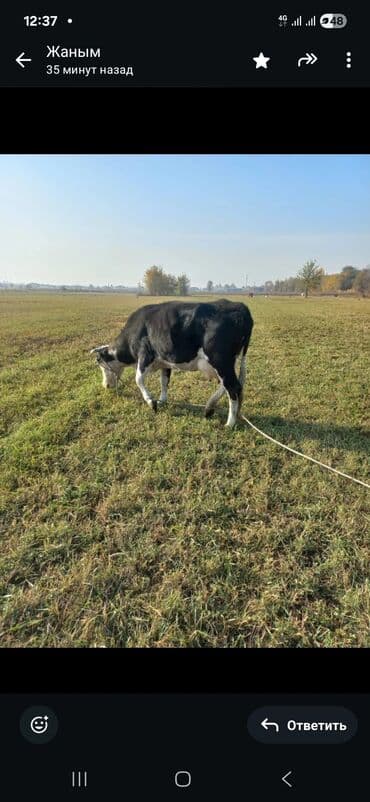 отдам даром собак в бишкеке: Продаю | Тёлка | На откорм | Привязанные — 5