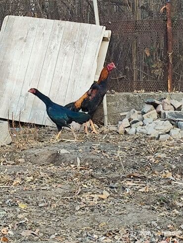 объявления о найденных собаках: Продаю | Петух | Дакан | Для боев — 3