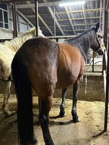 племенные коровы молочные купить: Продаю | Кобыла (самка), Конь (самец), Жеребенок | Полукровка, Першерон, Дончак | На забой, Для разведения, Для молока | Племенные — 2