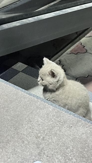 скотиш фолд ош: Скотиш Фолд (Шотландская вислоухая), 2 месяца, Девочка, Серый — 4