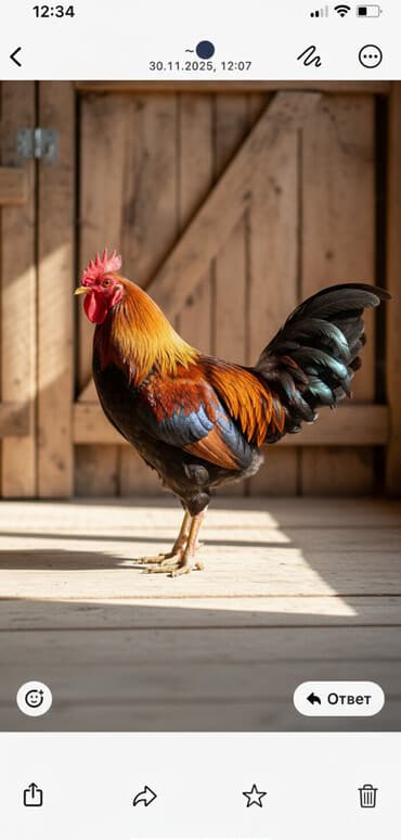 продажа охотничьих собак: Продаю | Петух | Домашняя | Для разведения — 1