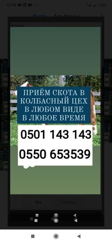 разведение сельскохозяйственных животных: Куплю | Другие с/х животные, Коровы, быки, Лошади, кони | Любое состояние, Круглосуточно, Забитый — 1