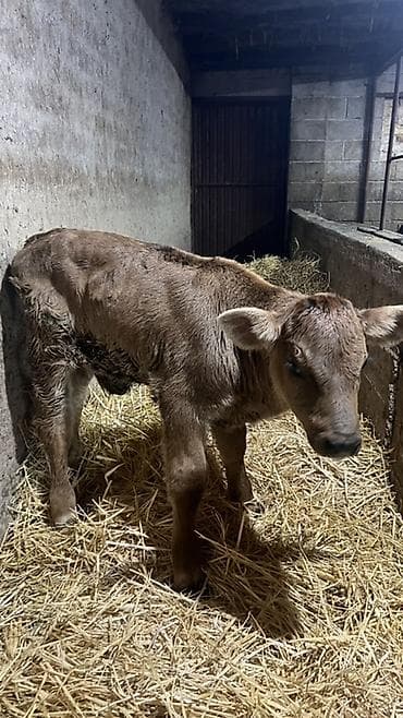 быки симентал: Продаю | Музоо, торпок | Швицкая | На откорм | Искусственник — 3