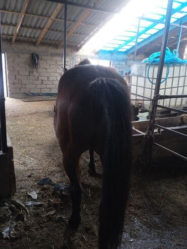 Продаю | Жеребец | Рабочий — 2