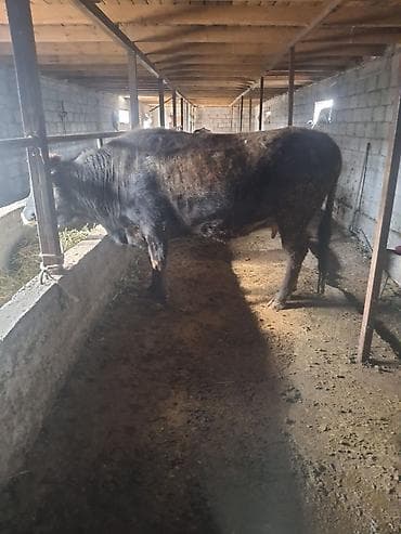 биг 6: Продаю | Бык (самец) | На откорм — 2