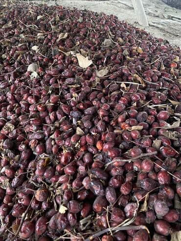 куплю саженцы плодовых деревьев в карабалта: Шиповник (Ит мурут) королевский и маленький сорт, чисто экологический — 4