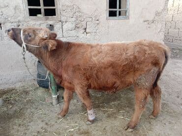 Кемирүүчүлөр: Сатам | Музоо | Аргын | Бордоп семиртүү үчүн | Байланган — 2