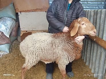 гуся: Продаю | Овца (самка) | Полукровка | На забой | Ярка — 3