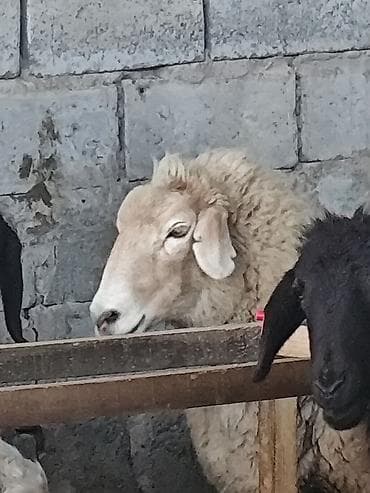 я ищу баран: Продаю | Овца (самка) | Для разведения | Племенные — 3