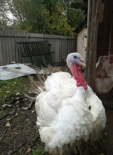 куплю недорого щенка немецкой овчарки: Здравствуйте. Продаю индюков, порода хайбрид. Живым весом кг- 450 сом — 1