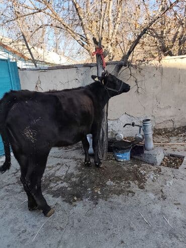 продажа кормов для сельскохозяйственных животных: Продаю | Корова (самка) | Швицкая, Симментальская | Для разведения, Для молока | Стельные — 11