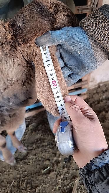 жожо адлер: Продаю | Овца (самка) | Арашан | Для разведения | Племенные — 8