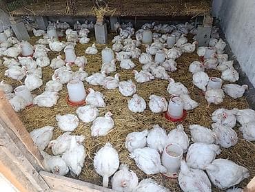 ящик металлические: Продаю | Куры | Бройлерная | На забой — 2