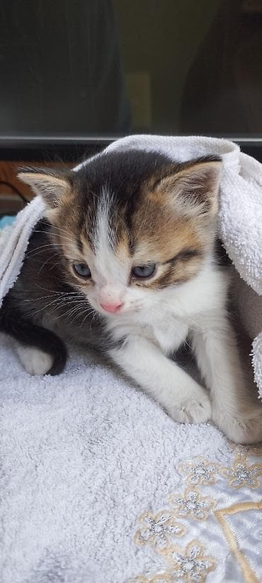 scottish fold: Ищу дом для этого малыша. Пару дней назад вечером кто-то оставил его в — 3