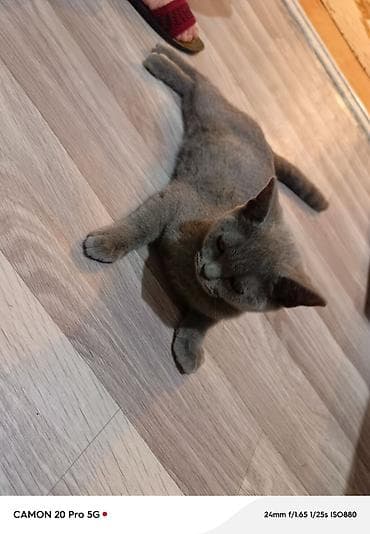 Котёнок, окраса серый/дымчатый (двухцветный), короткошёрстный. Плотная