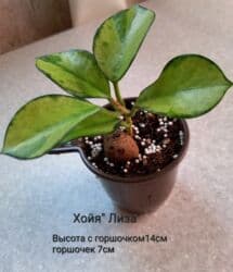 диффенбахия растения: Хойя «Лиза» (вариегатная) ЦЕНА-250 сом АДРЕС:Токтогула пер. Уметалиева — 1