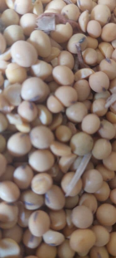 Соя (зерно, желтые бобы) - Культура: соевые бобы - Цвет at lalafo.kg Соя (зерно, желтые бобы) - Культура: соевые бобы - Цвет