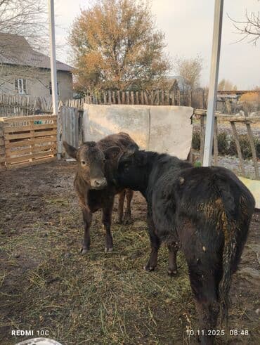 Грызуны: Продаю | Музоо, торпок | На откорм | Искусственник — 1