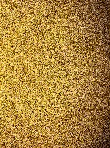 6-ЖЫЛДЫК БЕДЕ УРУК САТЫЛАТ местный сорт🚨🚨🚨 at lalafo.kg 6-ЖЫЛДЫК БЕДЕ УРУК САТЫЛАТ местный сорт🚨🚨🚨