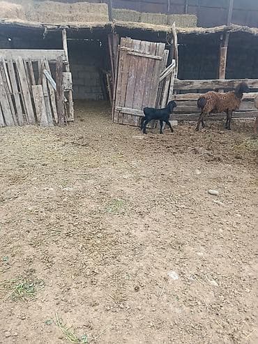 лама альпака: Продаю | Овца (самка) | Для разведения | Матка — 4