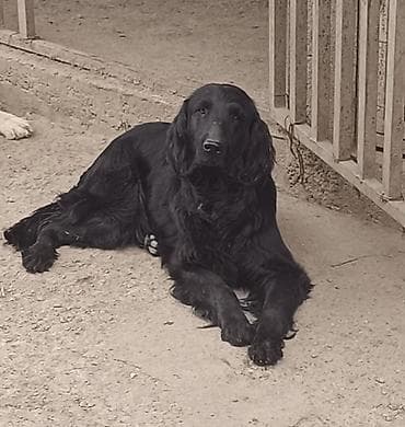 ящик сатам: Флэт ретривер отличается дружелюбным нравом и хорошо подходит для — 1