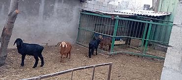 полша ат: Продаю | Овца (самка) | Арашан | Для разведения | Племенные — 1