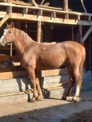 сельскохозяйственные животные продажа: Продаю | Жеребец | Дончак | Для разведения — 2