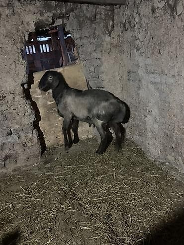 домашние птицы: Продаю | Баран (самец) | Для разведения | Кастрированные — 1