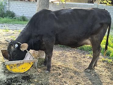 пчелы матки: Продаю | Корова (самка) | Для молока | Привязанные — 5