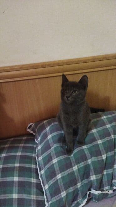 отдам породистых котят: Отдам даром котят. 2 мес. Игривые, на латок ходят. Кушают всё — 8